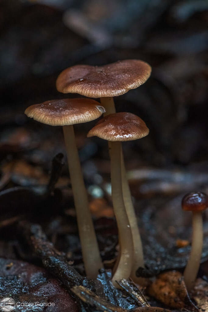Fungi family  by yorkshirekiwi