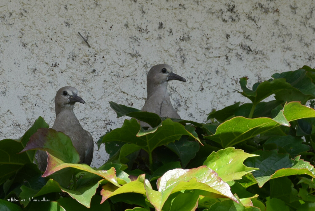doves by parisouailleurs