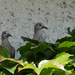 doves by parisouailleurs