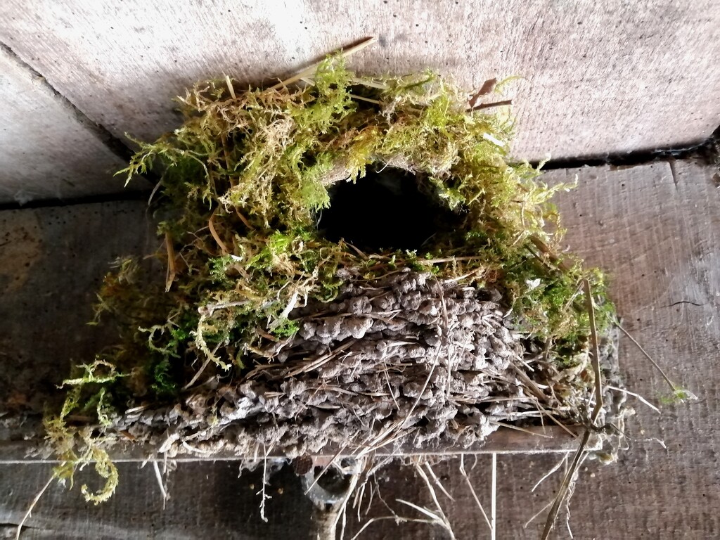 30 Days Wild - Nest(s)  by flowerfairyann