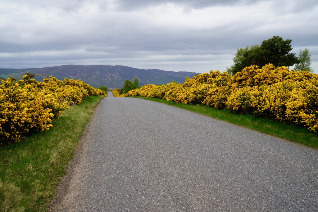 JUST FOLLOWING THE YELLOW GORSE ROAD by markp