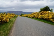 4th Jun 2022 - JUST FOLLOWING THE YELLOW GORSE ROAD
