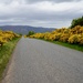 JUST FOLLOWING THE YELLOW GORSE ROAD by markp