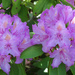 Rhododendron by mittens