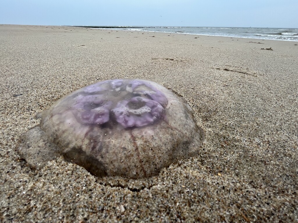 Moon jellyfish  by djepie