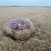 Moon jellyfish  by djepie