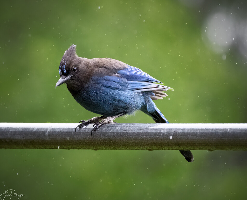 Stellar Jay by jgpittenger