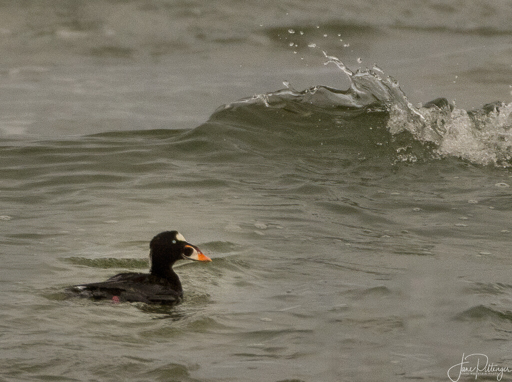Surf Scoter in the Waves by jgpittenger