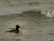 5th Jun 2022 - Surf Scoter in the Waves