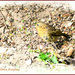 Robin fledgling by beryl