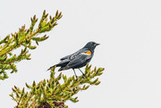 4th Jun 2022 - A Month of Birds - Redwing Blackbird
