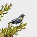 A Month of Birds - Redwing Blackbird by farmreporter