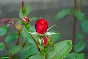 4th Jun 2022 - First red rose
