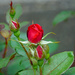 First red rose by larrysphotos