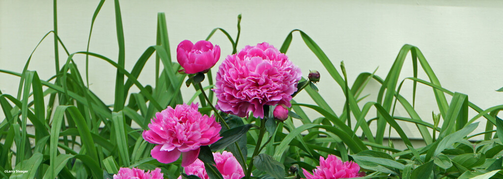 Pink Peonies  by larrysphotos