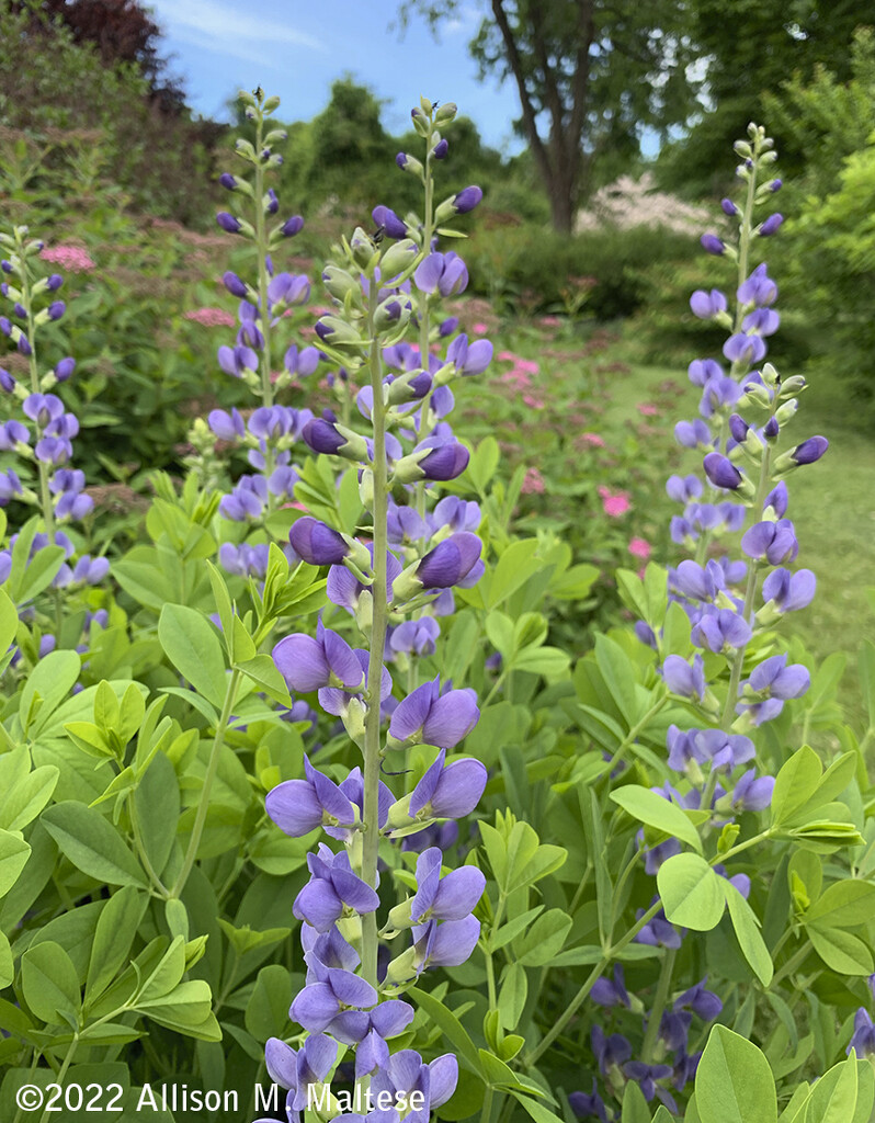 Blooming Baptisia by falcon11