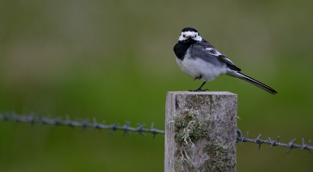 Alba Wagtail by lifeat60degrees