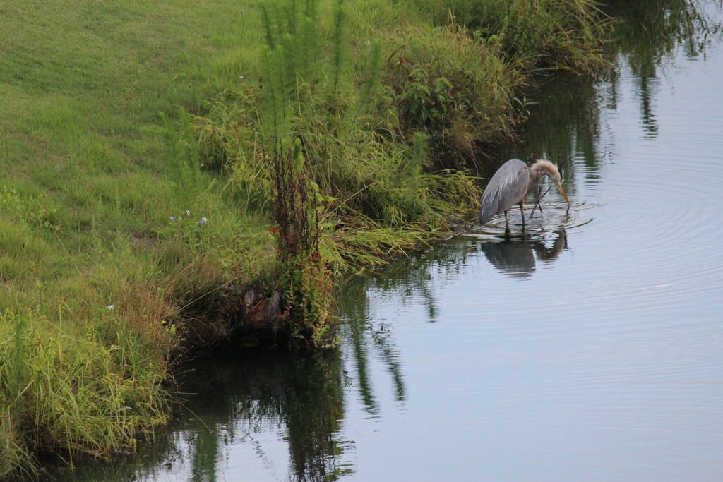 May 30 Blue Heron prepared to strikeIMG_6458A by georgegailmcdowellcom