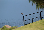 31st May 2022 - May 31 Green Heron taking flightIMG_6465A