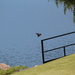 May 31 Green Heron taking flightIMG_6465A by georgegailmcdowellcom