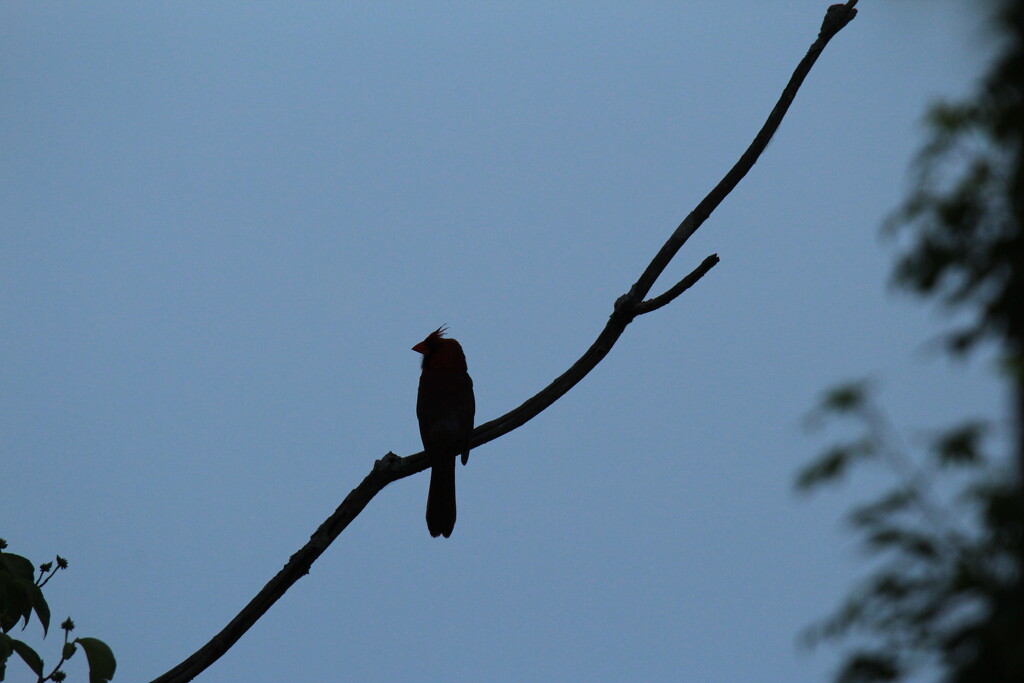 June 1 Cardinal on Dogwood Tree branch IMG_6471A by georgegailmcdowellcom