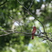 June 4 Cardinal behind branchIMG_6481 by georgegailmcdowellcom