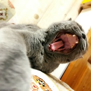 4th Jun 2022 - The sleepy cat yawned.
