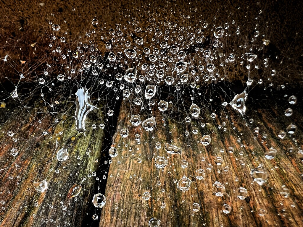 Raindrops on cobweb by gaillambert