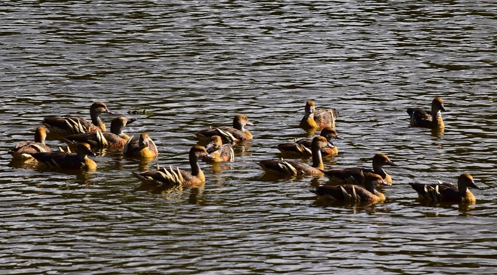 Fifteen Plumed Whistling Ducks ~  by happysnaps
