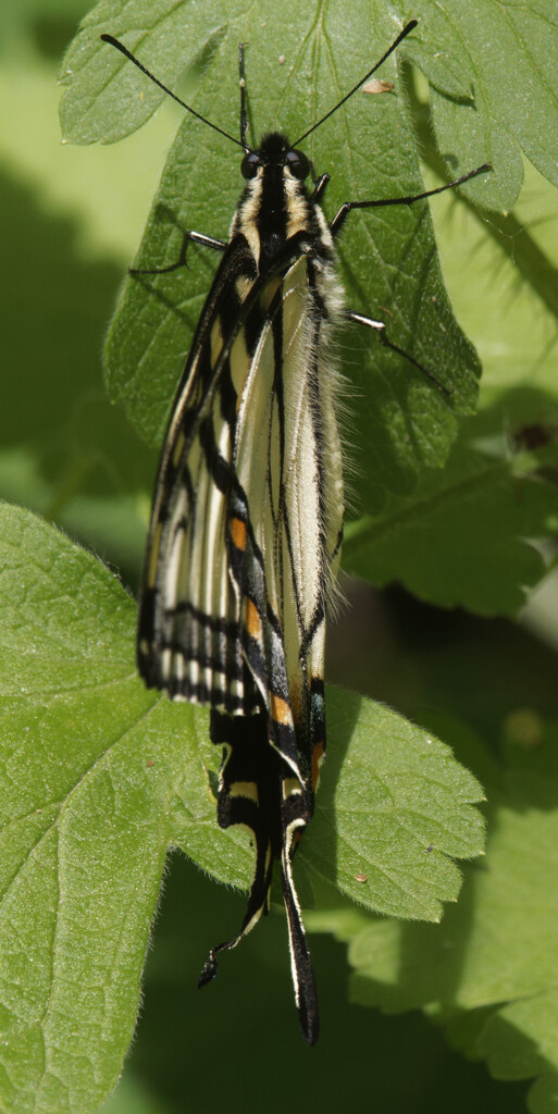 Canadian Tiger Swallowtail butterfly by rminer