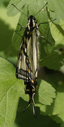 5th Jun 2022 - Canadian Tiger Swallowtail butterfly