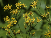 5th Jun 2022 - bees and golden ragwort