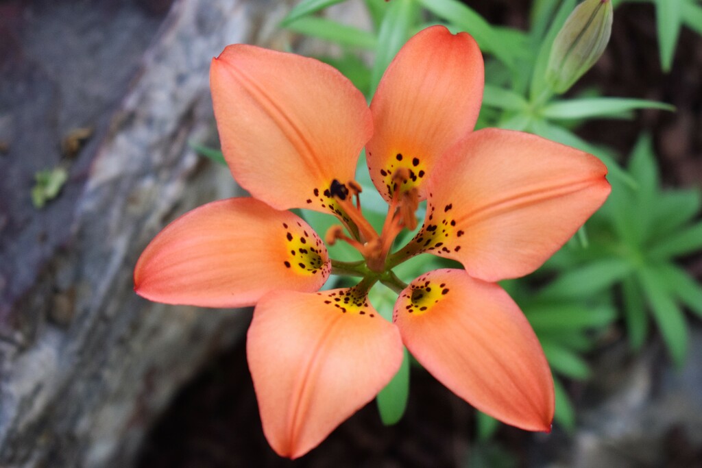 Orange Daylily by sandlily
