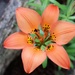 Orange Daylily by sandlily