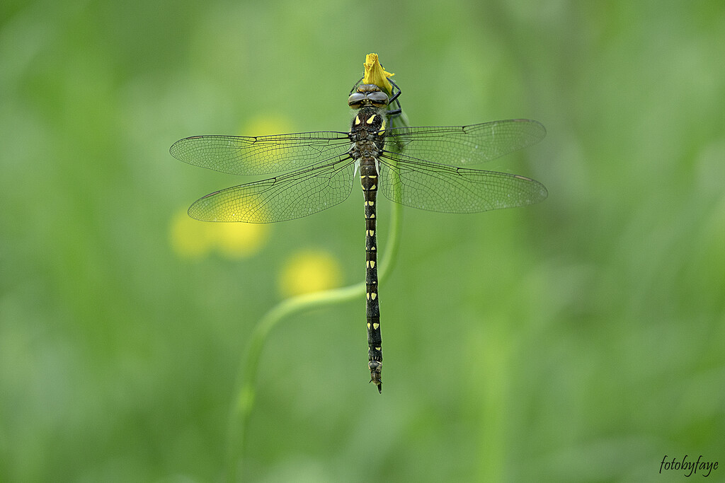 The dragonfly by fayefaye