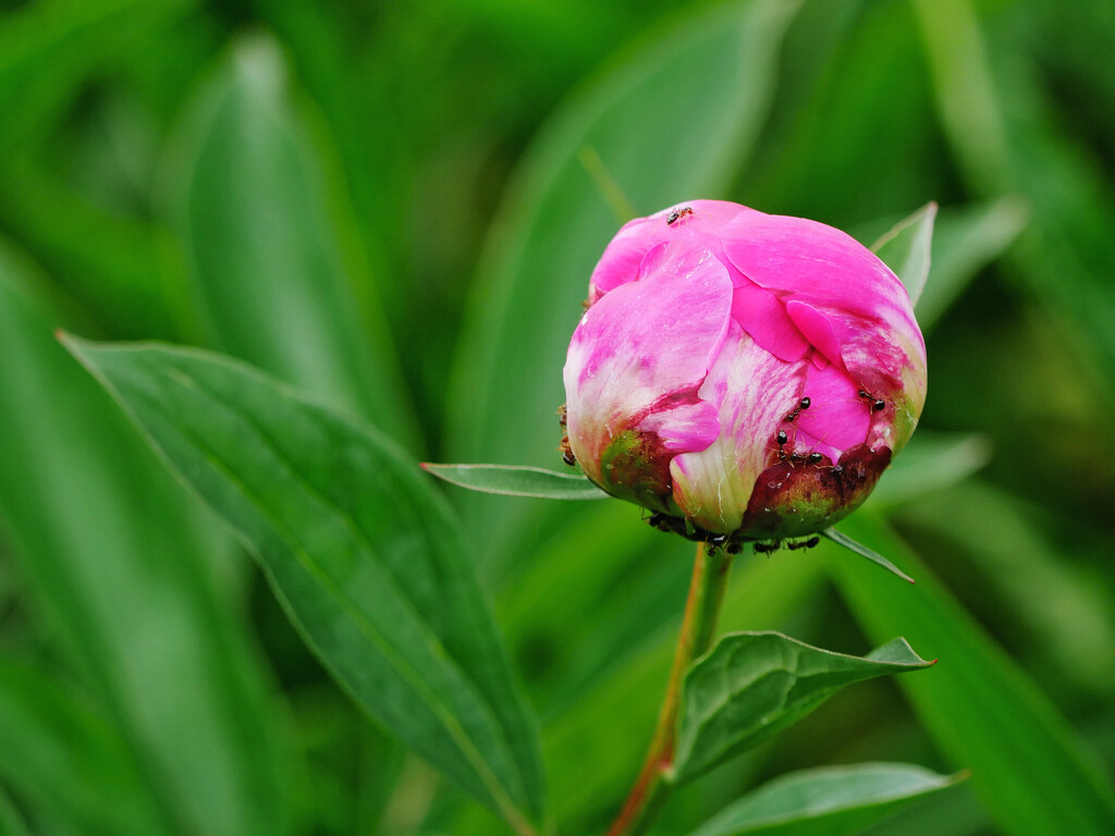 Ants on the peony by ljmanning