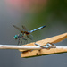 Dragon fly and Clothes Peg by ingrid01