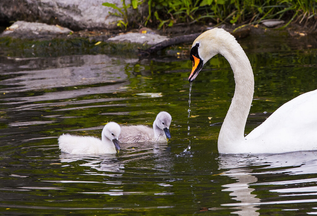 Baby Swans by pdulis