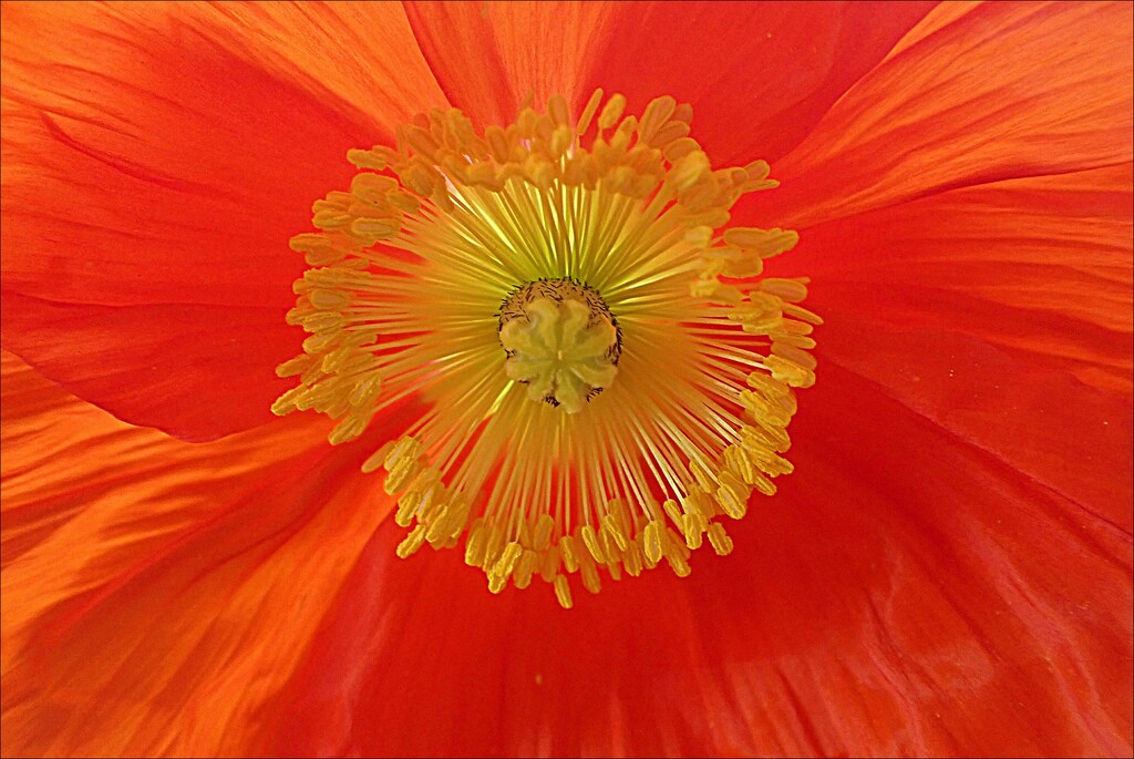 Poppy Sunburst by olivetreeann