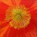 Poppy Sunburst by olivetreeann