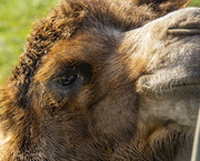 15th May 2022 - The Eye Of A Camel