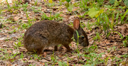 5th Jun 2022 - Bunny, Hiding Behind the Grass!