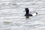 2nd Jun 2022 - A Month of Birds - Greater Scaup