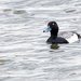 A Month of Birds - Greater Scaup by farmreporter