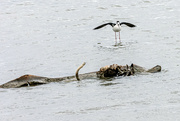 3rd Jun 2022 - Month of Birds - Black-neck Stilt or 'I Thought it was a Crocodile!' 