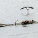 Month of Birds - Black-neck Stilt or 'I Thought it was a Crocodile!'  by farmreporter
