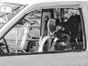 6th Jun 2022 - dogs in cars
