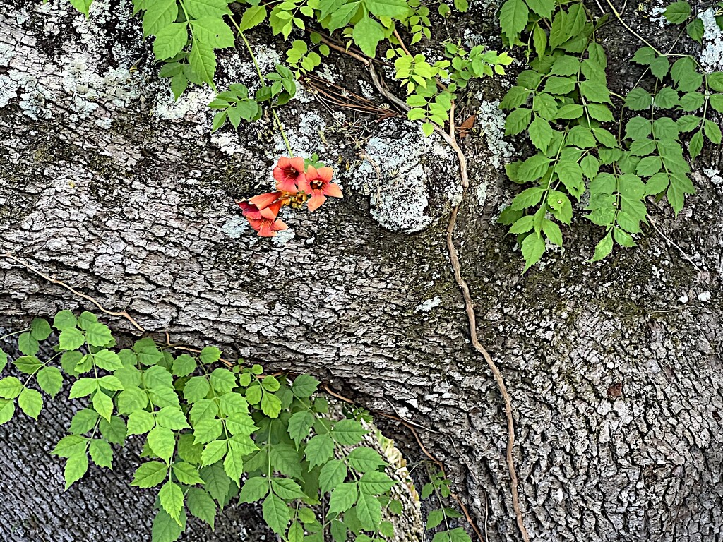 Trumpet vine by congaree