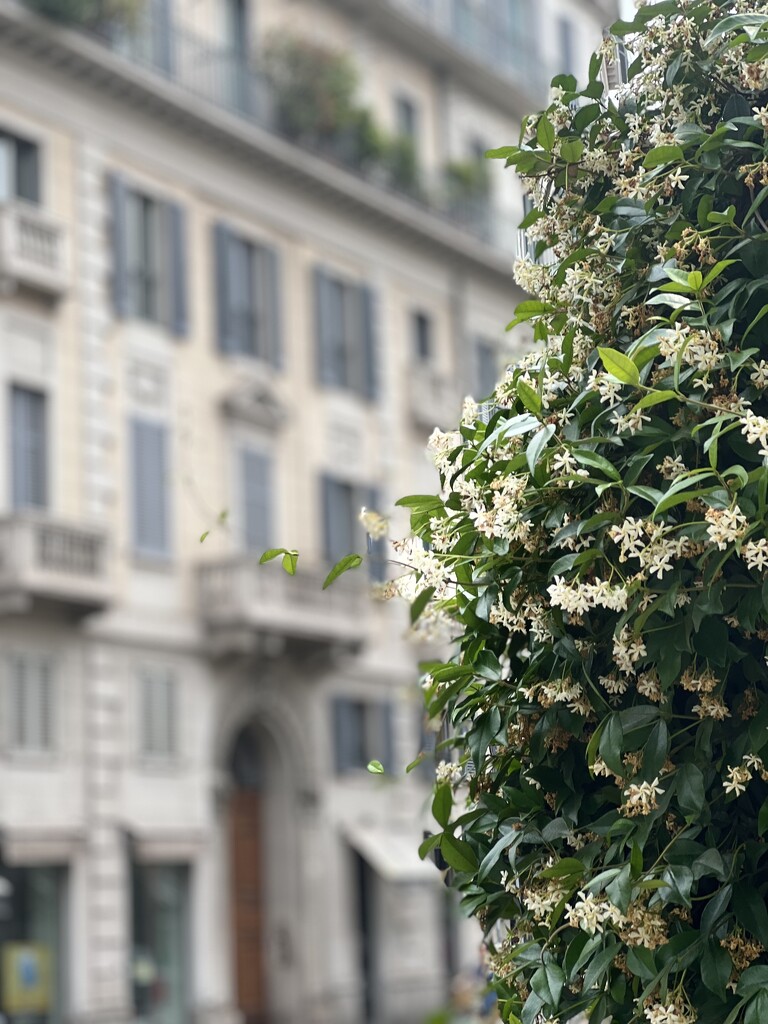 Jasmine Street Scene, Milan by rensala