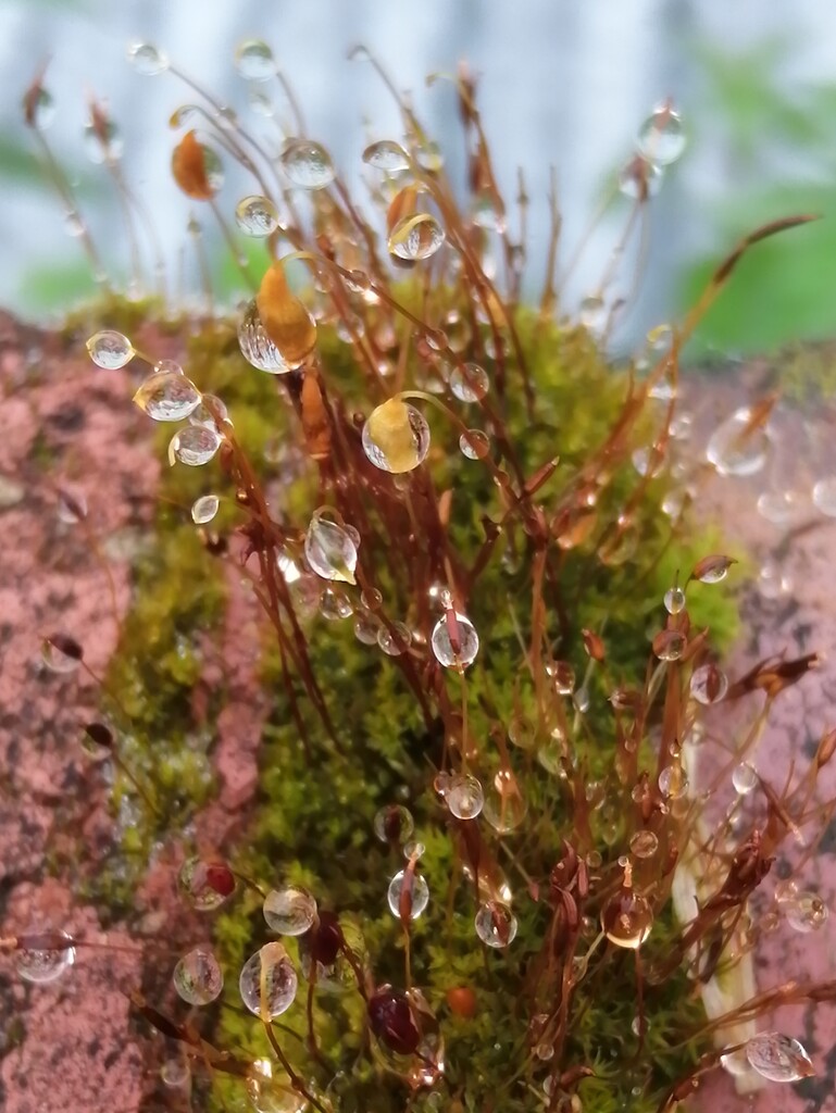30 Days Wild - Moss and raindrops by flowerfairyann